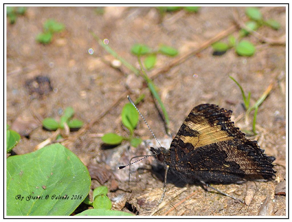 Una conferma Aglais urticae? S